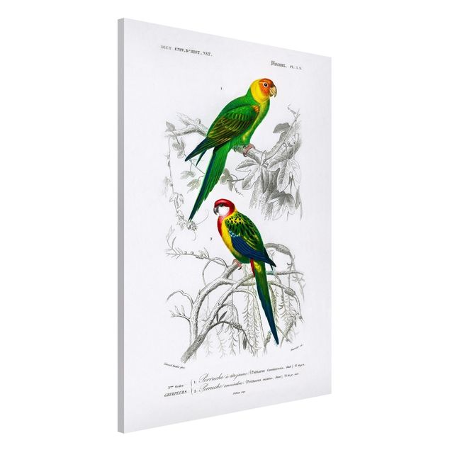 Wandbilder Tiere Vintage Lehrtafel Zwei Papageien Grün Rot