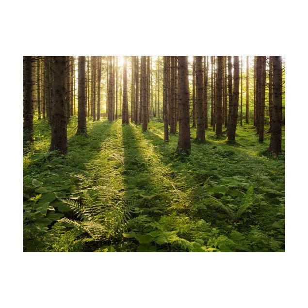 Teppich Wald Sonnenstrahlen in grünem Wald