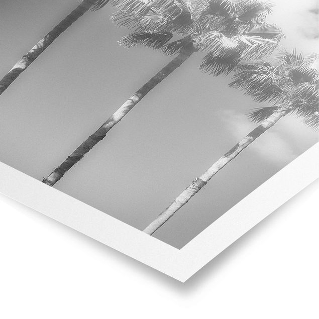 Poster bestellen Palmen vor Himmel Schwarz-Weiß