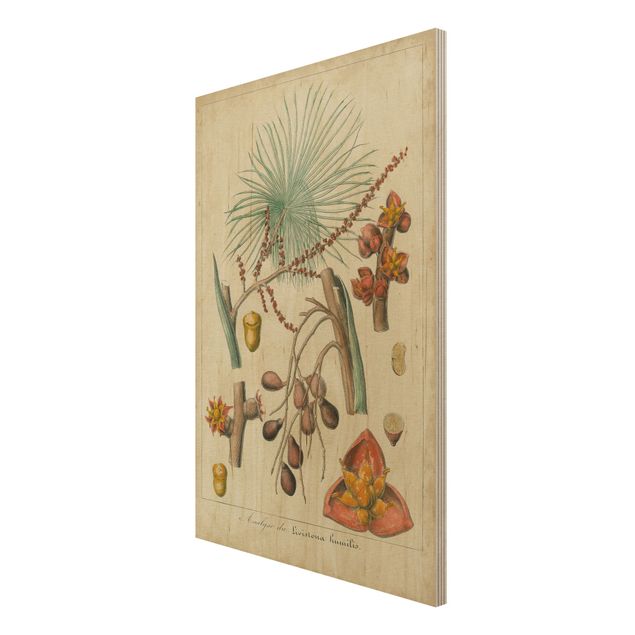 Holzbilder modern Vintage Lehrtafel Exotische Palmen III