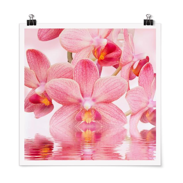 Poster kaufen Rosa Orchideen auf Wasser