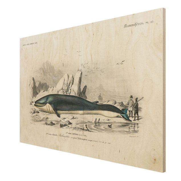 Holzbilder Vintage Lehrtafel Blauer Wal