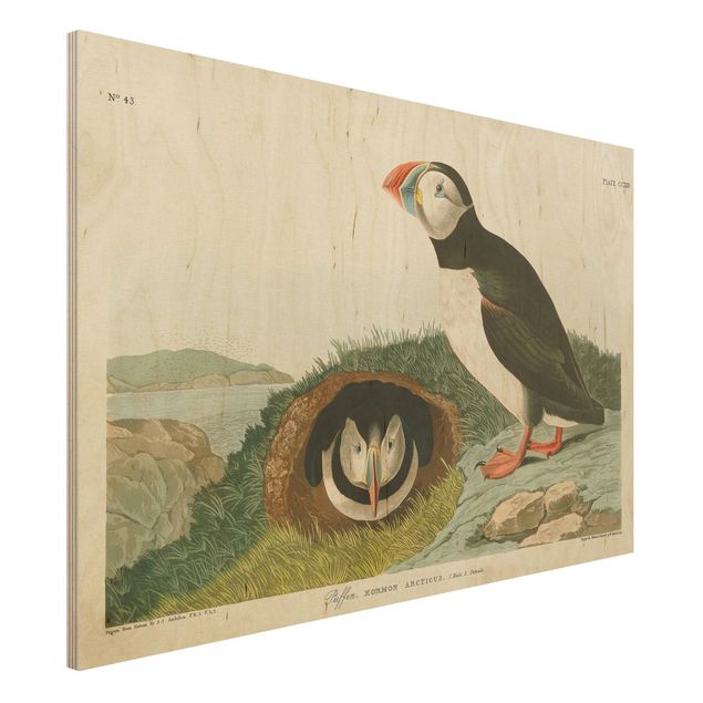 Wandbild Holz Vintage Vintage Lehrtafel Papageientaucher