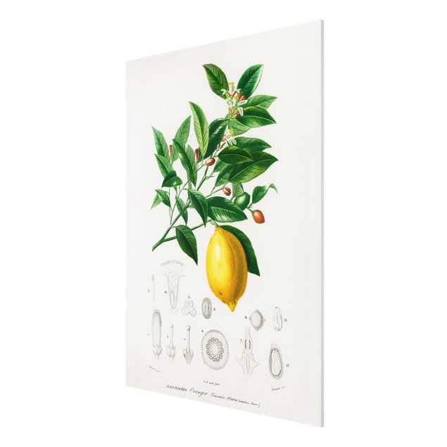 Forex Fine Art Print - Botanik Vintage Illustration Zitrone - Hochformat 4:3