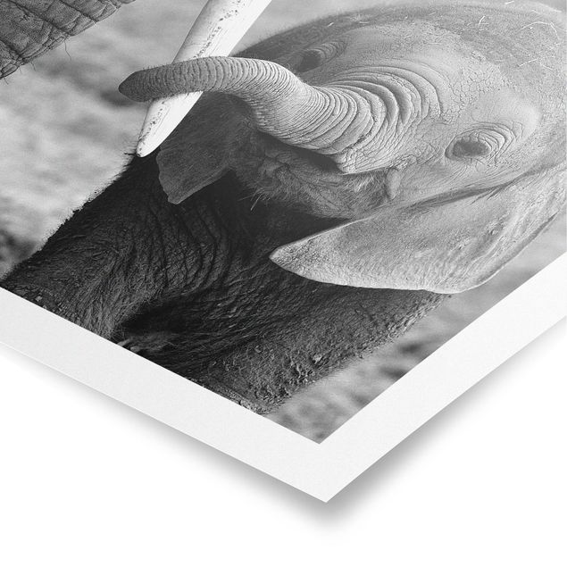 Poster - Elefantenbaby - Quadrat 1:1
