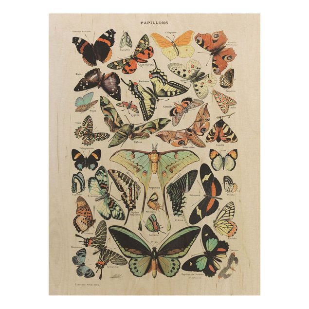 Moderne Holzbilder Vintage Lehrtafel Schmetterlinge und Falter