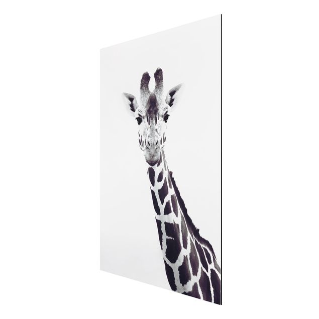 Alu Dibond Bilder Giraffen Portrait in Schwarz-weiß