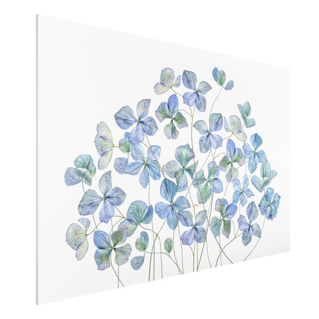 Bilder auf Hartschaumplatte Blaue Hortensienblüten
