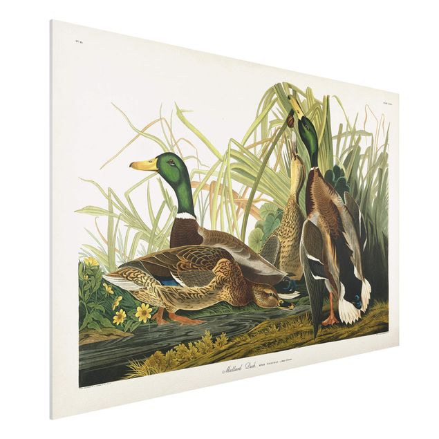 Wandbilder Tiere Vintage Lehrtafel Enten