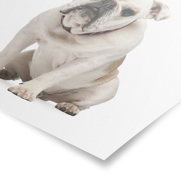 Schöne Wandbilder Skeptische Bulldogge