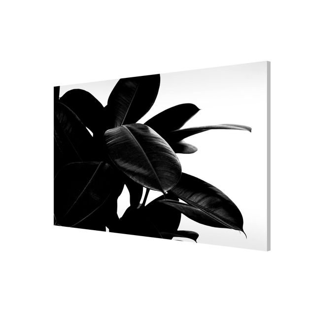 Bilder für die Wand Gummibaum Blätter Schwarz Weiß