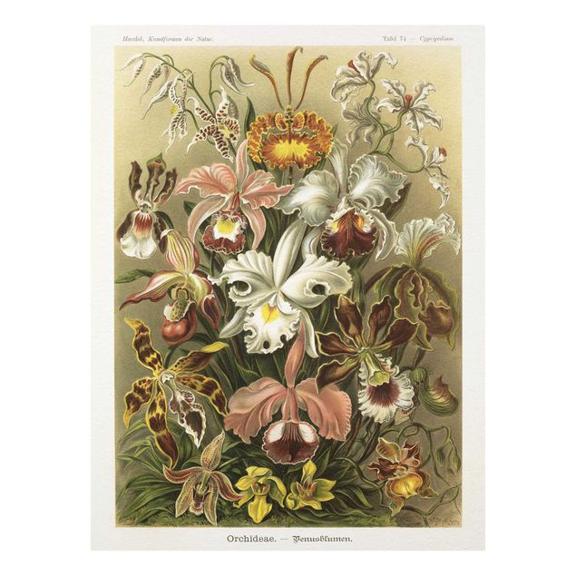 Schöne Wandbilder Vintage Lehrtafel Orchidee