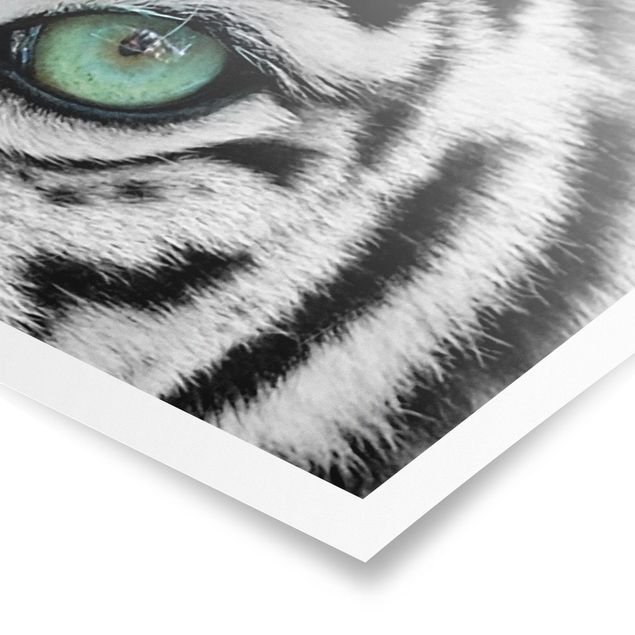 Poster kaufen Weißer Tiger