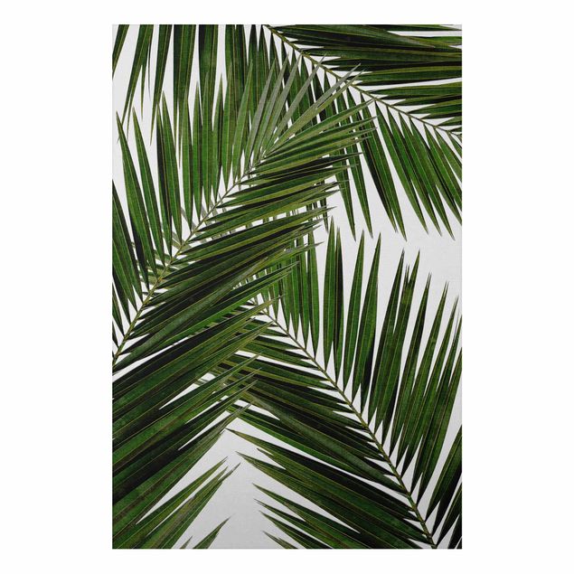 Alu Dibond Bilder Blick durch grüne Palmenblätter