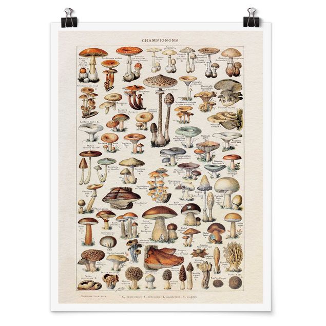 Bilder für die Wand Vintage Lehrtafel Pilze