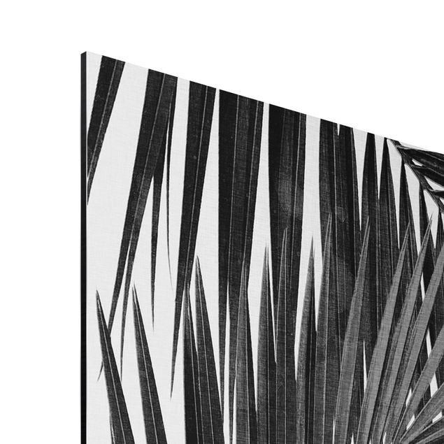 Alu-Dibond - Blick durch Palmenblätter schwarz weiß - Querformat