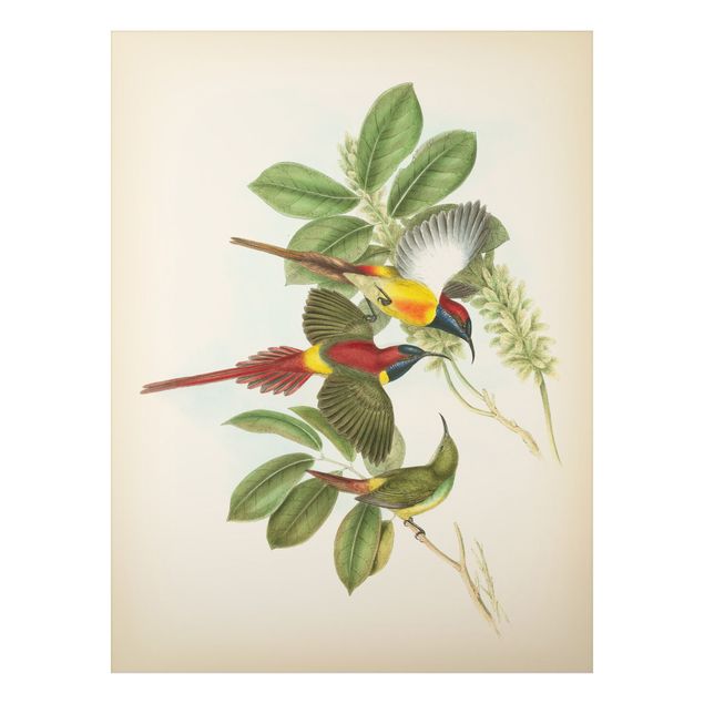 Bilder für die Wand Vintage Illustration Tropische Vögel III