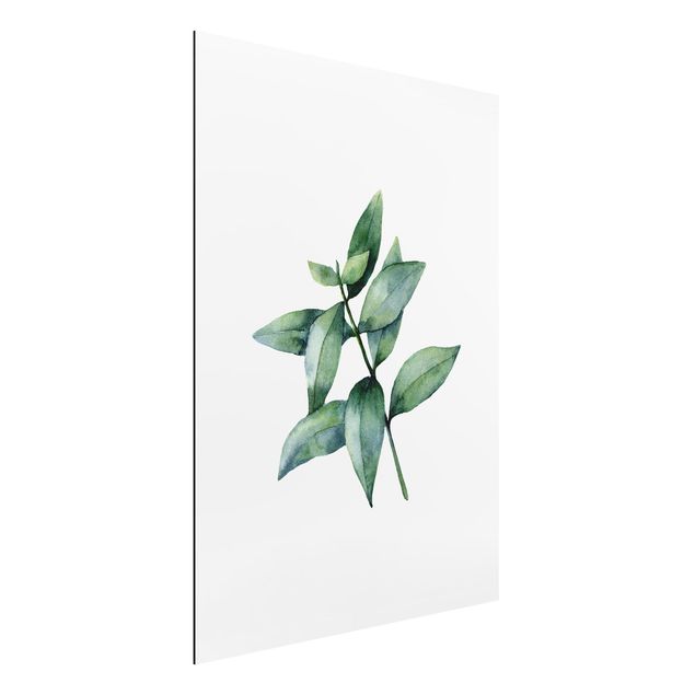 Schöne Wandbilder Aquarell Eucalyptus III