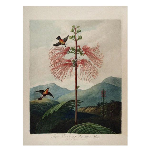 Magnettafel Büro Botanik Vintage Illustration Blüte und Kolibri
