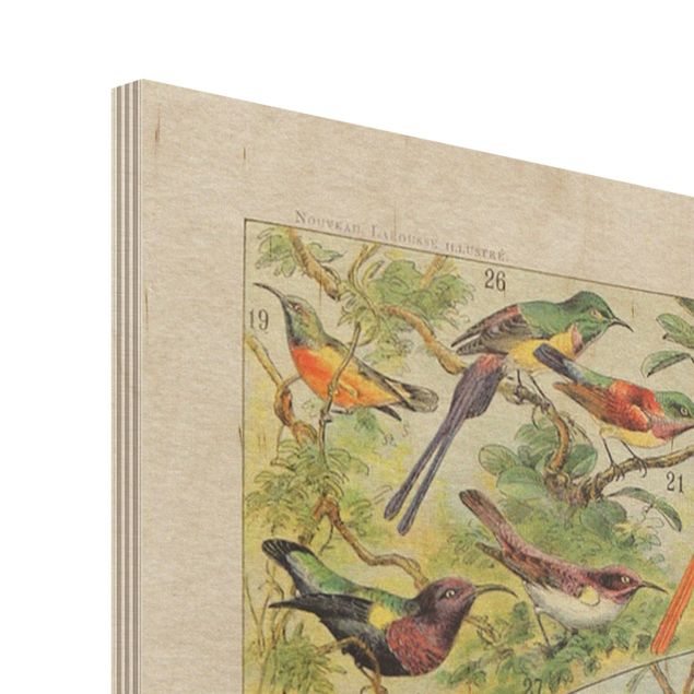 Holzbild - Vintage Lehrtafel Paradiesvögel - Hochformat 4:3