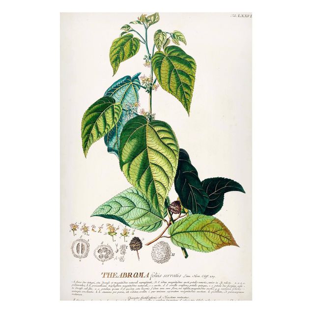 Magnettafel Blumen Vintage Botanik Illustration Kakao
