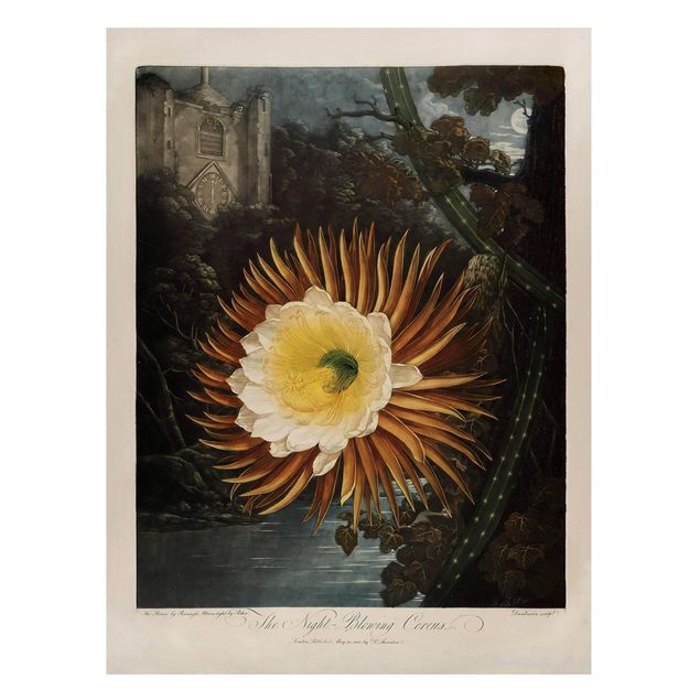 Magnettafel Blumen Botanik Vintage Illustration Kaktusblüte