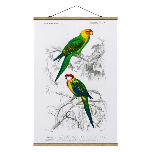 Stoffbild mit Posterleisten - Vintage Lehrtafel Zwei Papageien Grün Rot - Hochformat 2:3