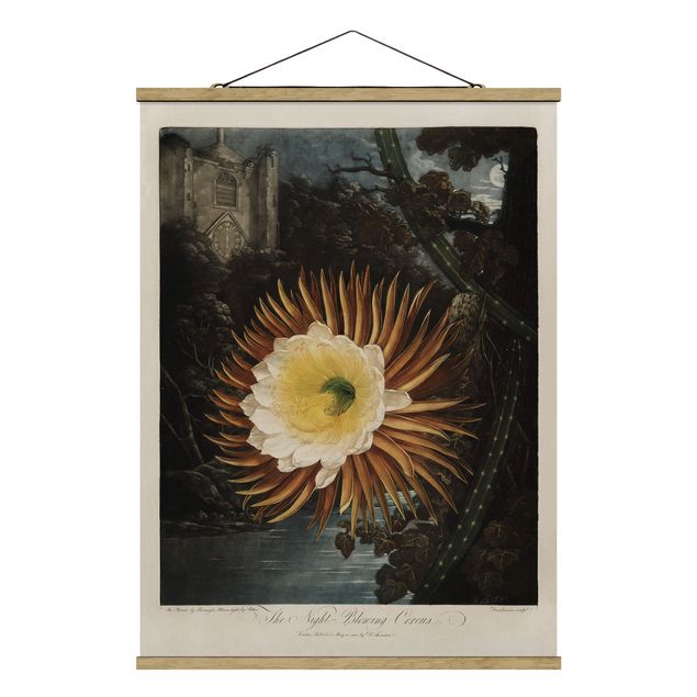 Stoffbild mit Posterleisten - Botanik Vintage Illustration Kaktusblüte - Hochformat 3:4