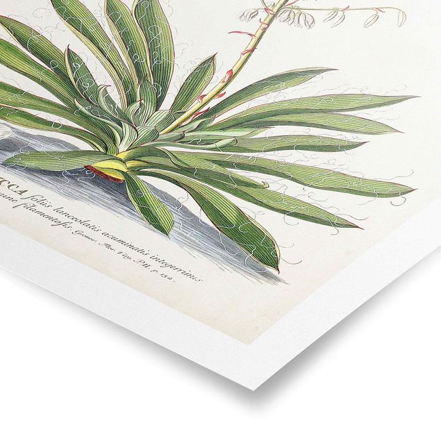 Wandbilder Vintage Botanik Illustration Yucca