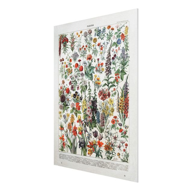 Forex Fine Art Print - Vintage Lehrtafel Blumen IV - Hochformat 4:3