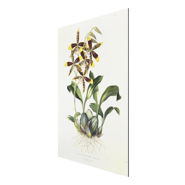Wandbilder Maxim Gauci - Orchidee II