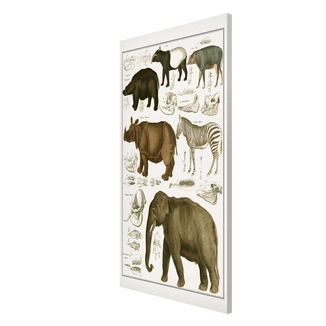 Magnettafel Tiere Vintage Lehrtafel Elefant, Zebra und Nashorn