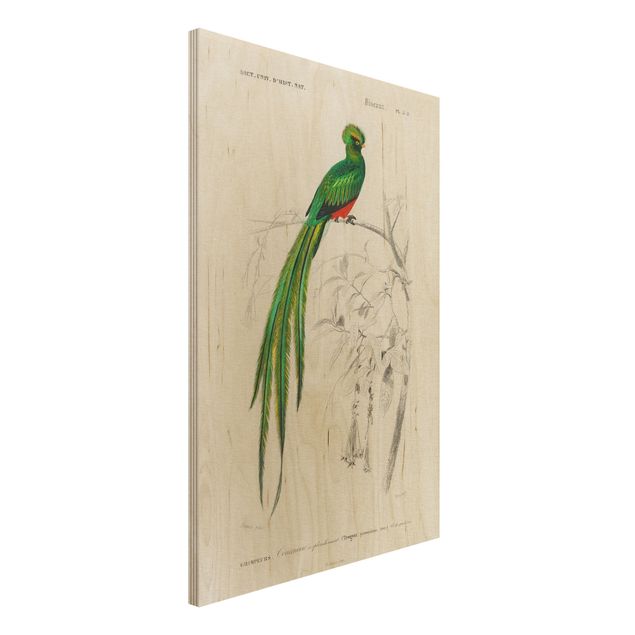 Wandbild Holz Vintage Vintage Lehrtafel Tropischer Vogel I