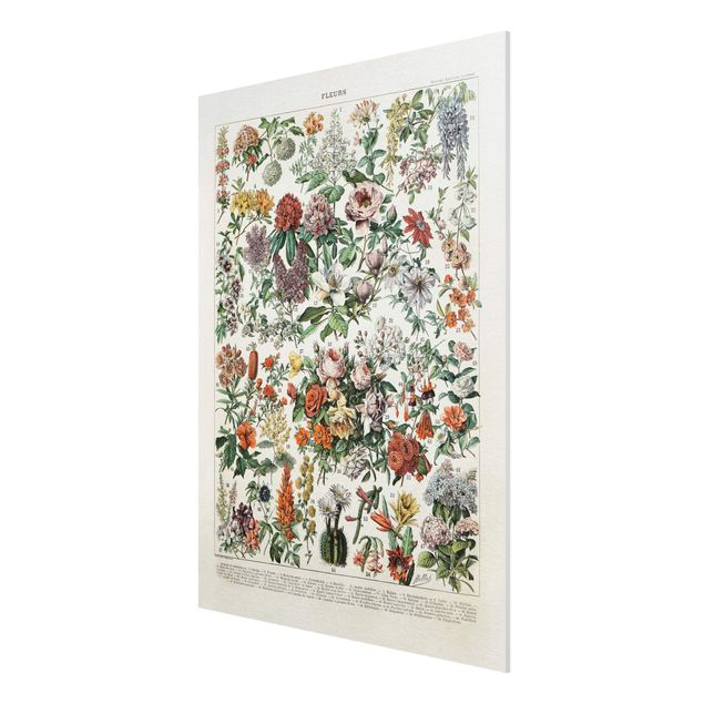 Forex Fine Art Print - Vintage Lehrtafel Blumen II - Hochformat 4:3