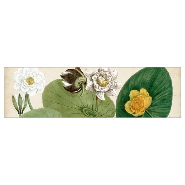 Küchenrückwand Grün Vintage Illustration Weiße Wasserlilie
