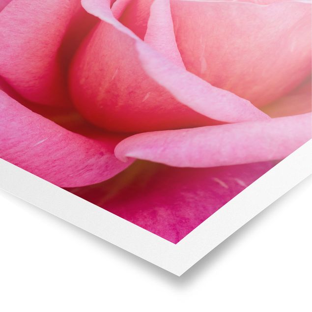 Poster - Pinke Rosenblüte vor Grün - Hochformat 4:3