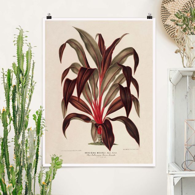 Poster Illustration Botanik Vintage Illustration Drachenbaum