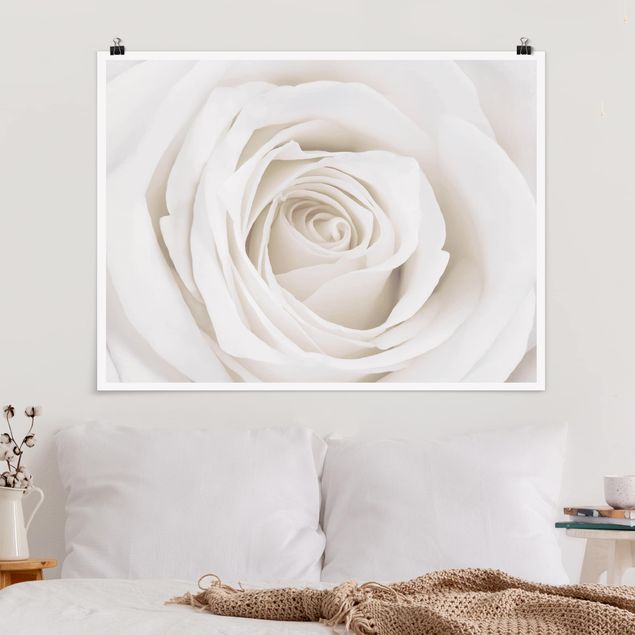 Blumen Poster Pretty White Rose