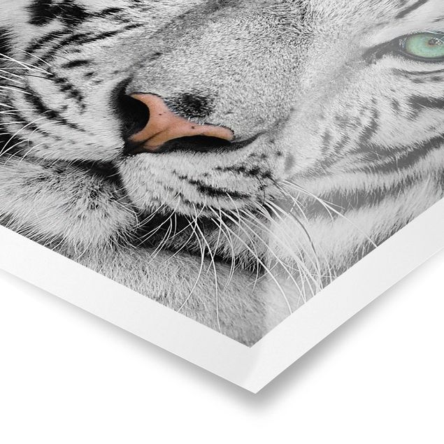 Poster bestellen Weißer Tiger