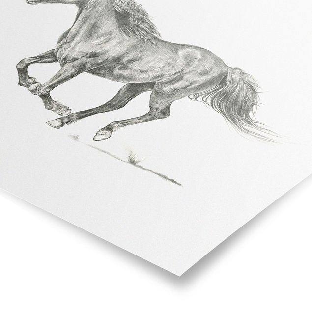 Poster - Wildpferd-Studie - Stute - Quadrat 1:1
