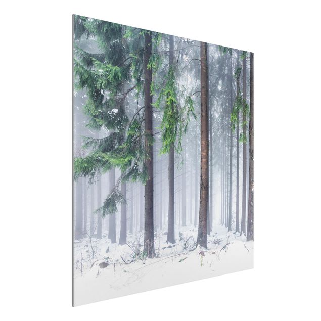 Schöne Wandbilder Nadelbäume im Winter