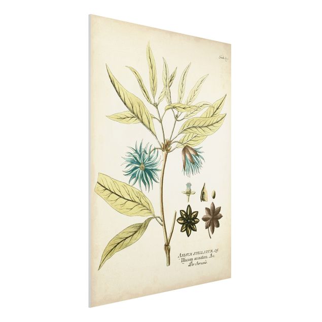 Bilder auf Hartschaumplatte Vintage Botanik in Blau Sternanis