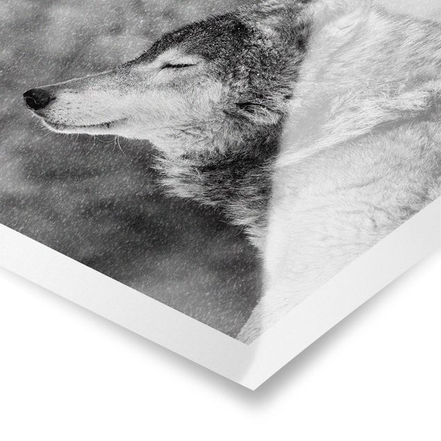 Schöne Wandbilder Winter Wolf