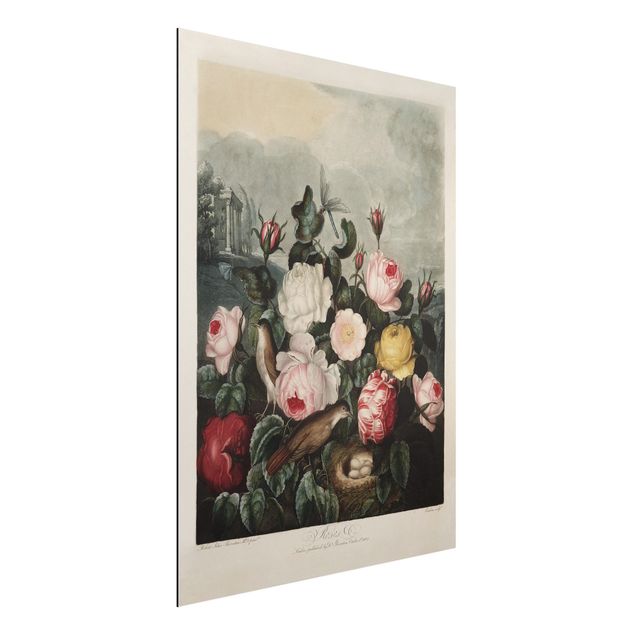 Bilder für die Wand Botanik Vintage Illustration Rosen