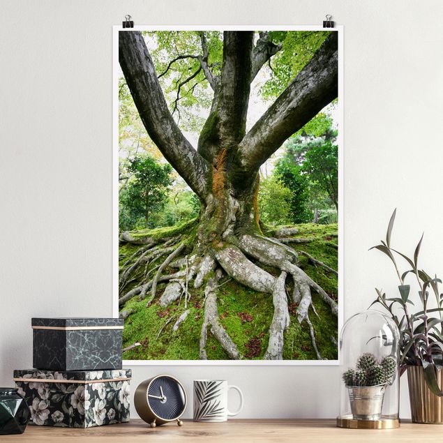 Natur Poster Alter Baum