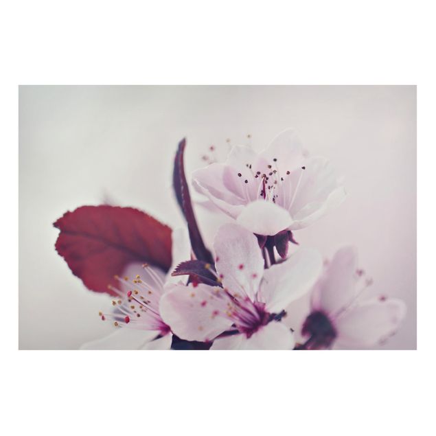 Magnettafel Blumen Kirschblütenzweig Altrosa