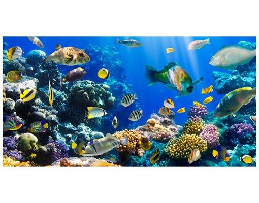 Fensterbilder Landschaft Underwater Reef