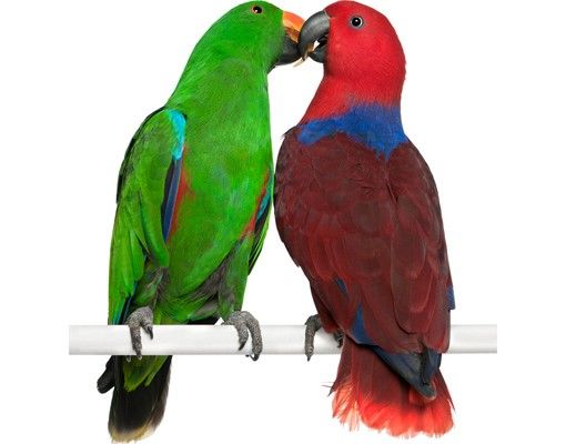 Fensterbild Tiere Verliebte Papageien