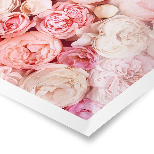 Poster - Rosen Rosé Koralle Shabby - Quadrat 1:1