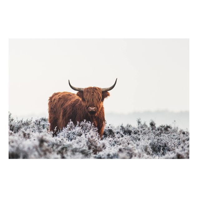 Bilder auf Hartschaumplatte Bison in den Highlands